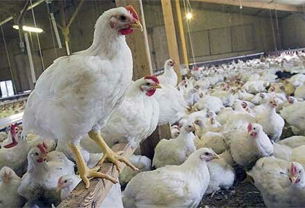 کشتارگاهها موظف به کشتار مرغ تولید استان هستند