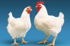 تعدد نهادهای تصمیم‌گیر چالشی پیش روی تولید گوشت مرغ