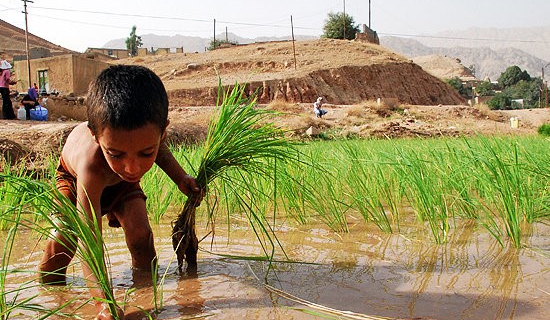 برای آینده کشاورزان در شرایط خشک‌سالی خوزستان باید برنامه داشت