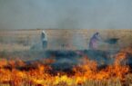 برخورد قضایی در انتظار کشاورزانی که مزارع خود را پس از برداشت می سوزانند