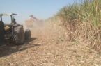 همزمان با پیش‌بینی تولید ۶۳۰ هزار تن شکر، برداشت نیشکر در خوزستان آغاز شد