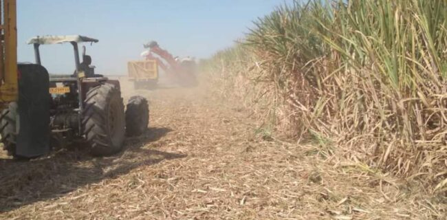 همزمان با پیش‌بینی تولید ۶۳۰ هزار تن شکر، برداشت نیشکر در خوزستان آغاز شد