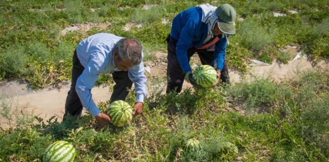 سرنوشت کشاورزی در ایران