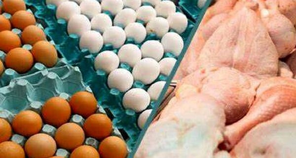 ٣٠ درصد بیش از نیاز کشور توان عرضه مرغ و تخم مرغ به بازار را داریم
