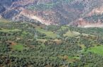 جنگل‌های زاگرس تامین کننده ۴۰ درصد آب کشور