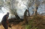 آتش سوزی سالانه ۱۰۰ هکتار از جنگل های کرخه