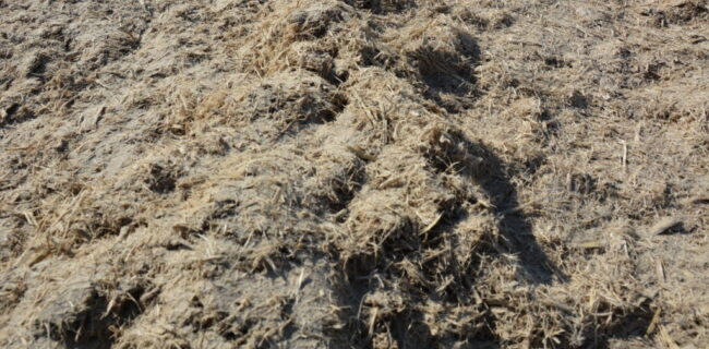 نیشکر جنوب به داد جنگل‌های شمال رسید