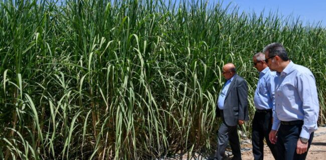 خیز نیشکر برای تحقق «رشد تولید»