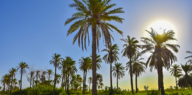 تقویت همکاری‌ها برای احیای نخلستان‌ها و توسعه کشاورزی در منطقه آزاد اروند