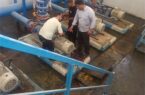 کاهش بیش از ۶۰ درصدی پس‌زدگی فاضلاب در بندر ماهشهر